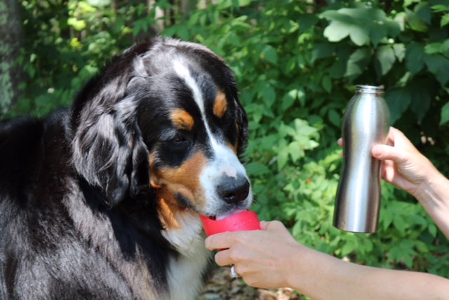 KONG H2O K9 UNIT Insulated Stainless Steel Dog Water Bottle & Travel Bowl,  Orange, 25-oz 